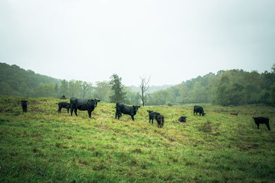 Cows grazing on landscape