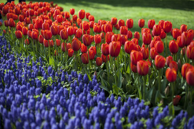 Close-up of tulips in field