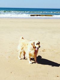 Dog on sandy beach