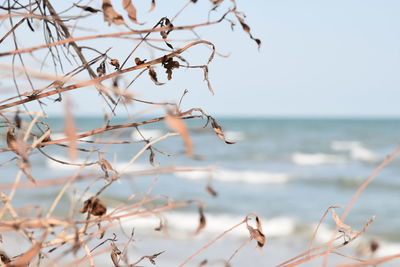 Plants growing on beach against sky