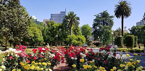 Plants and trees in park against sky