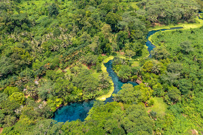 vegetation