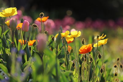 Close-up of multi-coloured flowering plants in flowerbed