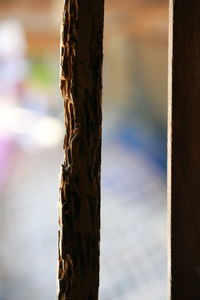 Close-up of tree trunk against sky