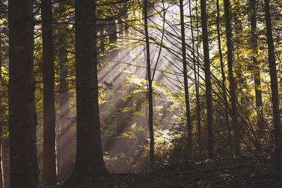 Sunlight streaming through trees in forest