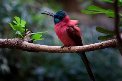 Close-up of bird perching on branch