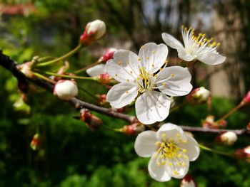 Close-up of white flowers blooming on branch