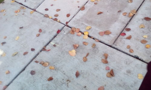 Close-up high angle view of paving stone