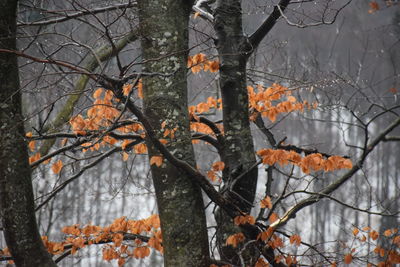 Close-up of bare tree during winter