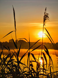 Close-up of silhouette plants against sunset