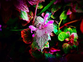 Close-up of purple flowers