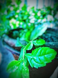 Close-up of green leaves