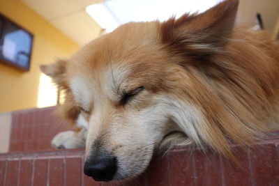 Close-up of dog sleeping