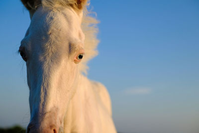Close-up of a horse