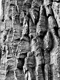 Full frame shot of tree trunk