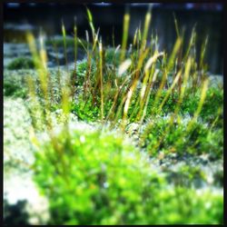 Close-up of plant growing on field