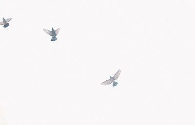 Close-up of airplane flying against clear sky