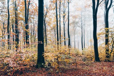 Trees in forest during autumn