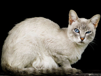 Close-up portrait of cat against black background