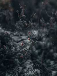 Close-up of berries on tree