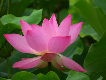 Close-up of pink water lily