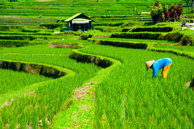 Scenic view of rice field