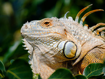 Green iguana on a tree, close-up