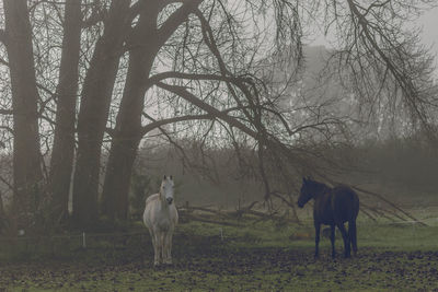 Horse standing on field against bare trees