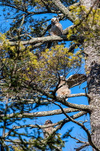 Low angle view of bird perching on tree