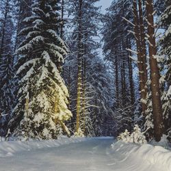 Snow covered pine trees in forest