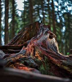 Tree trunk in forest