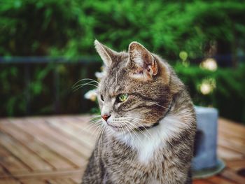 Close-up of tabby cat