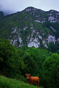 Cow standing on grassy land against mountain