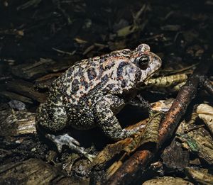 View of frog on twigs