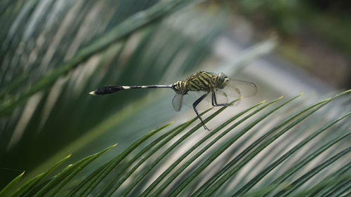 Close-up of insect on plant