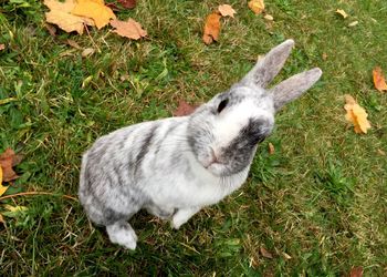 High angle view of sheep on field