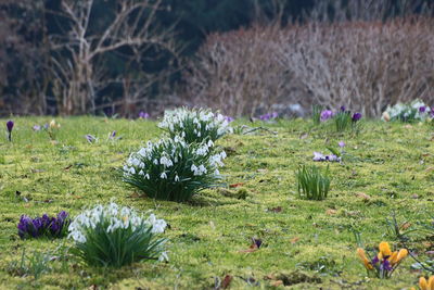 Purple flowers growing in field