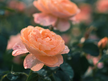 Close-up of pink rose