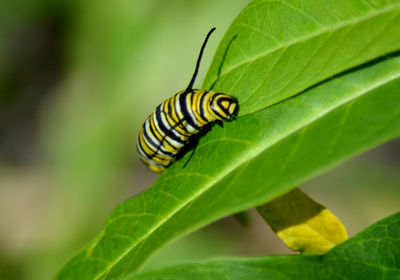 Monarch caterpillar