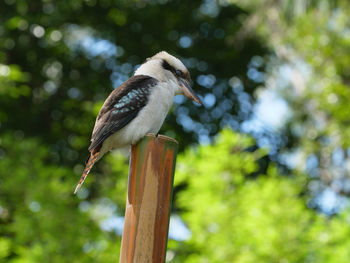 Low angle view of bird perching on wooden post