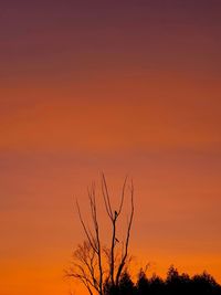 Silhouette bare tree against orange sky