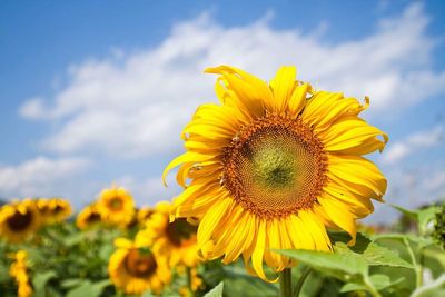 Close-up of fresh sunflower blooming on field against sky