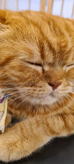 Close-up of cat sleeping