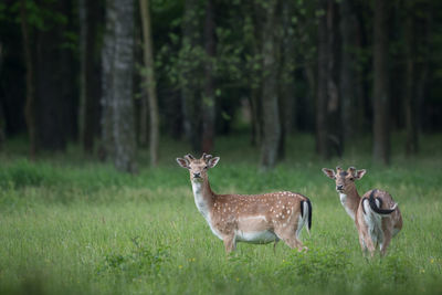 Portrait of deer standing on grassy land in forest