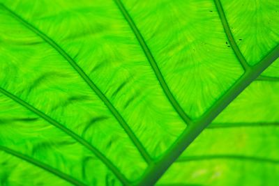 Full frame shot of green leaves