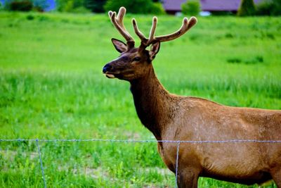 Deer standing on grass