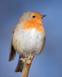 Close-up of bird perching on a branch