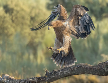 Close-up of eagle landing on branch