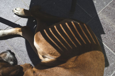 Close-up of a cropped dog sleeping on ground