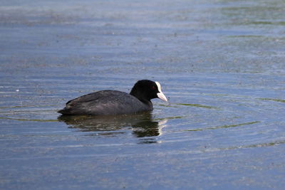 Duck swimming in lake